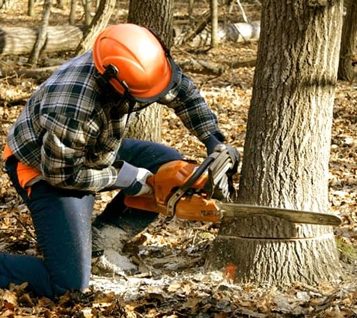 Tree Removal in Taft, OK